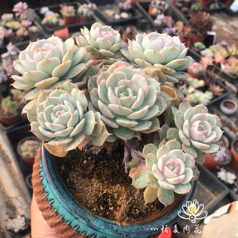 多肉植物雪域鸡蛋莲蓝巴黎老桩控养多肉植物