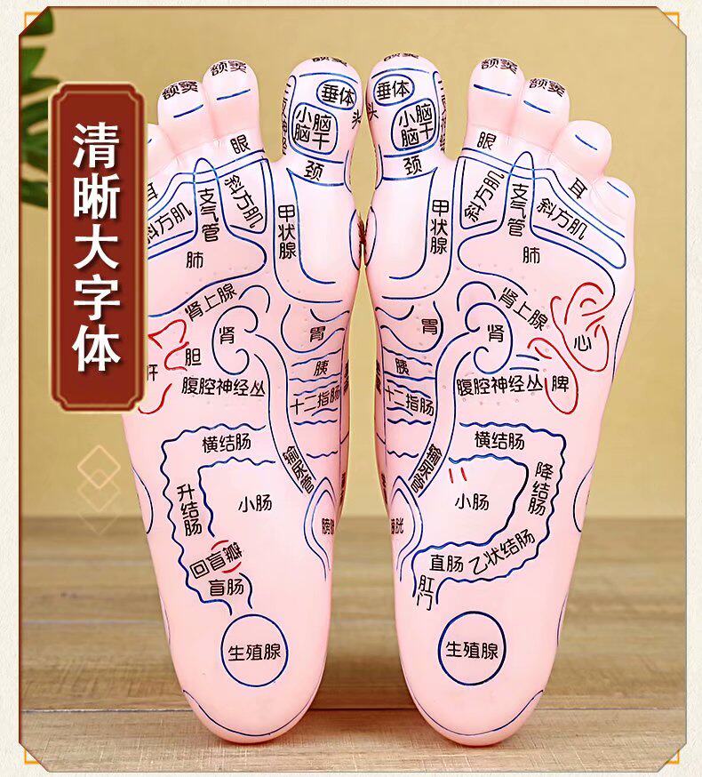 足部按摩模型足底反射区穴位工具器材脚丫足疗其它按摩器材