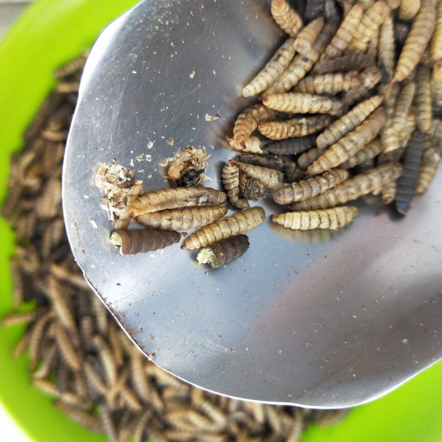 黑水虻干宠物饲料喂鸟八哥鹩哥乌鸫鸟食鸟食
