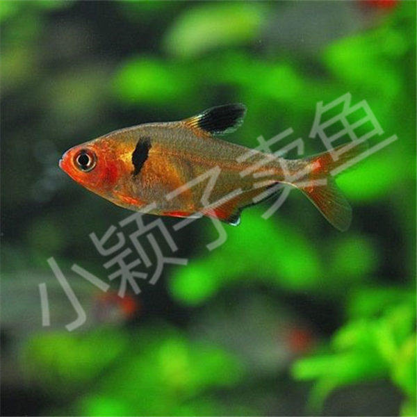 红玫瑰扯旗3-4cm特价活体热带鱼观赏鱼水草缸群游免鱼
