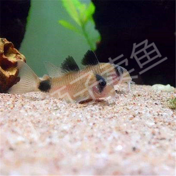 熊猫2-2.5cm老鼠鱼底淡水热带鱼观赏鱼活体鱼