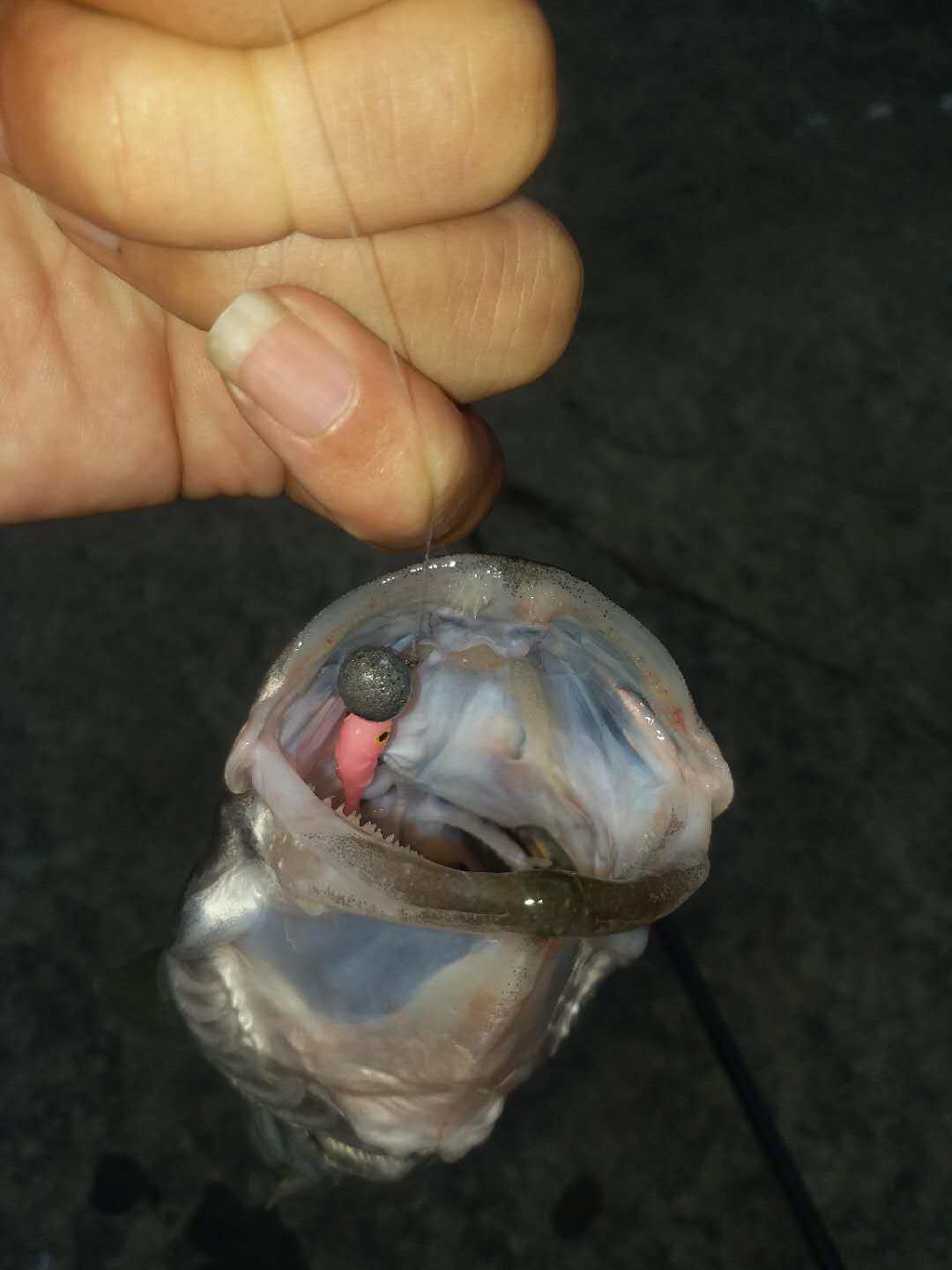 yoshikawa优禧卡瓦吉川饵鱼尾软饵根钓假4cm10条超软活饵