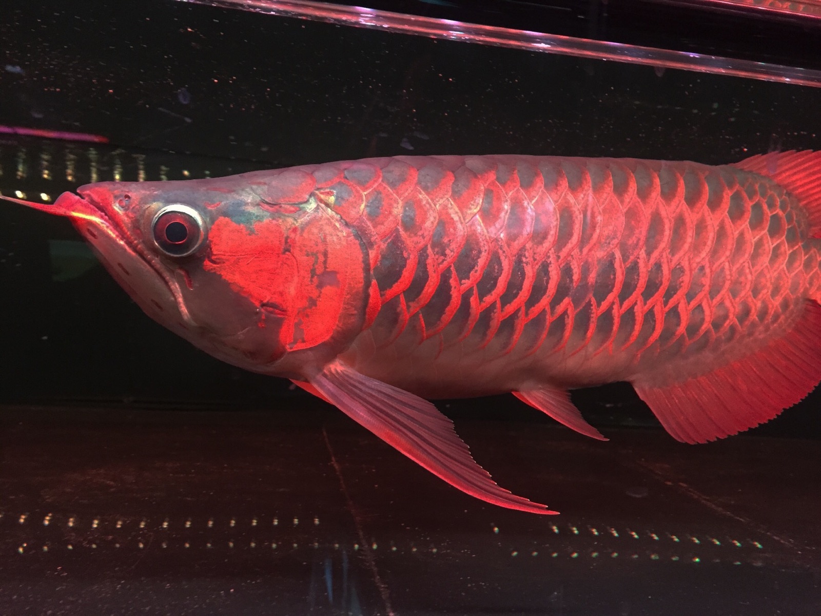 印尼红龙鱼活体小红龙鱼苗辣椒红龙鱼超血红龙金龙鱼活体小龙鱼苗