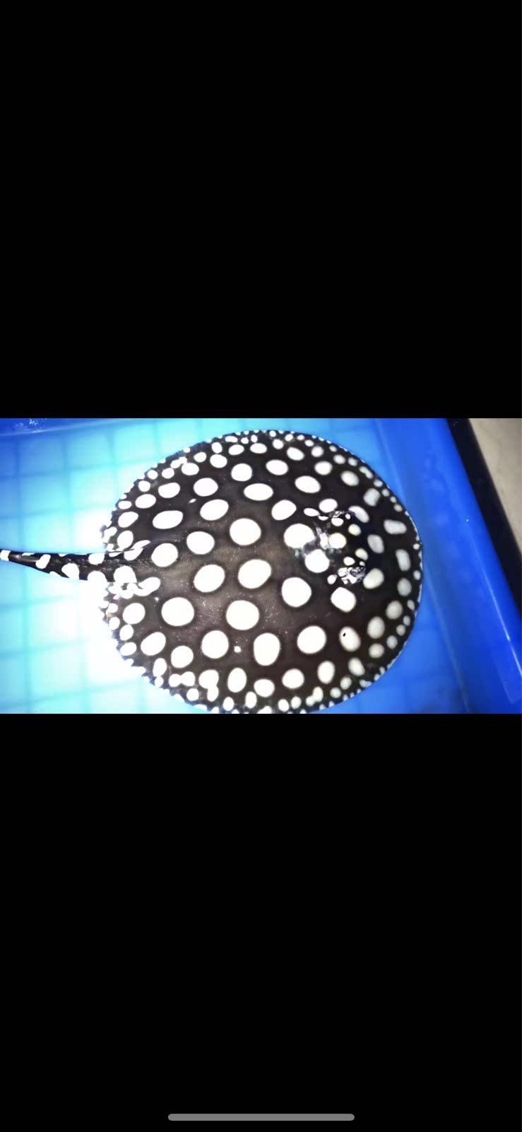 魟鱼皇冠黑白活体米克斯缸鱼黑金黑帝珍珠鱼小鱼