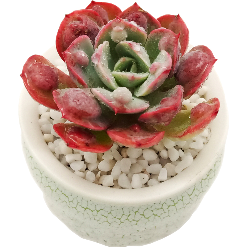 神想曲雨滴梅花鹿水泡海豹赤兔兔肉花纹办公办公室多肉植物