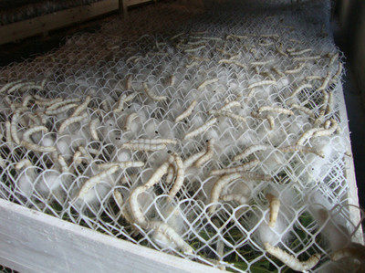 结茧专用蚕宝宝吐丝网大网片16条质保10年养蚕蚕宝宝