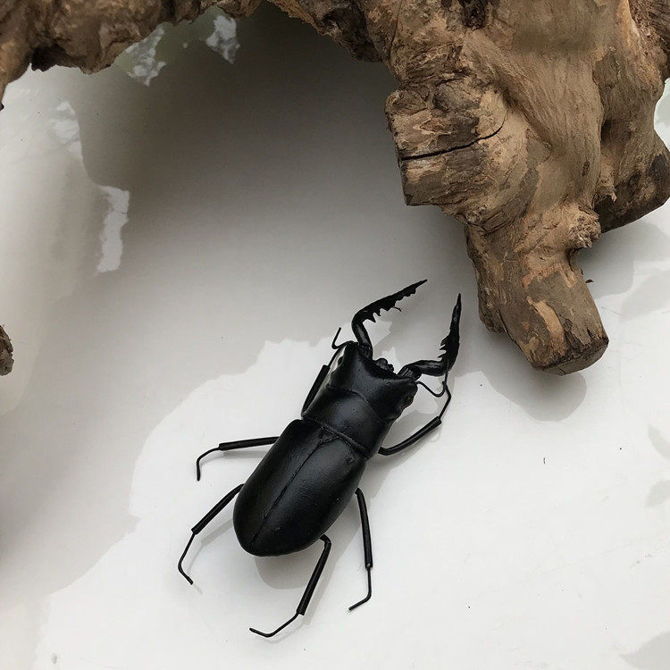 仿真泥塑昆虫模型摆件甲虫儿童益智教学认知冰箱贴纸