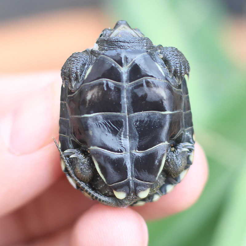 国龟墨龟全黑纯种顶墨特大墨龟苗宠物龟水龟中华草龟小乌龟活体