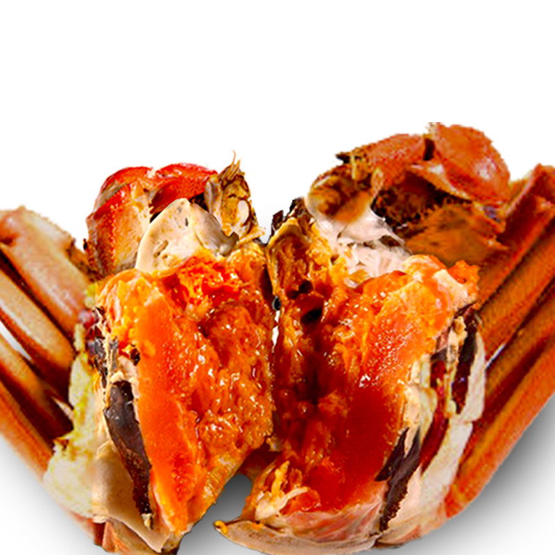 现货大闸蟹鲜活全母螃蟹阳澄湖母蟹25两10只水产大闸蟹