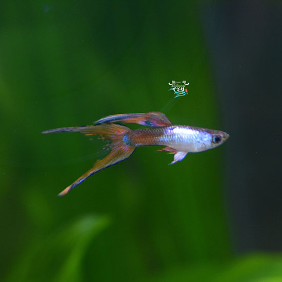 孔雀热带鱼凤尾鱼小型淡水鱼活体宠物特殊尾形种艾尔鱼