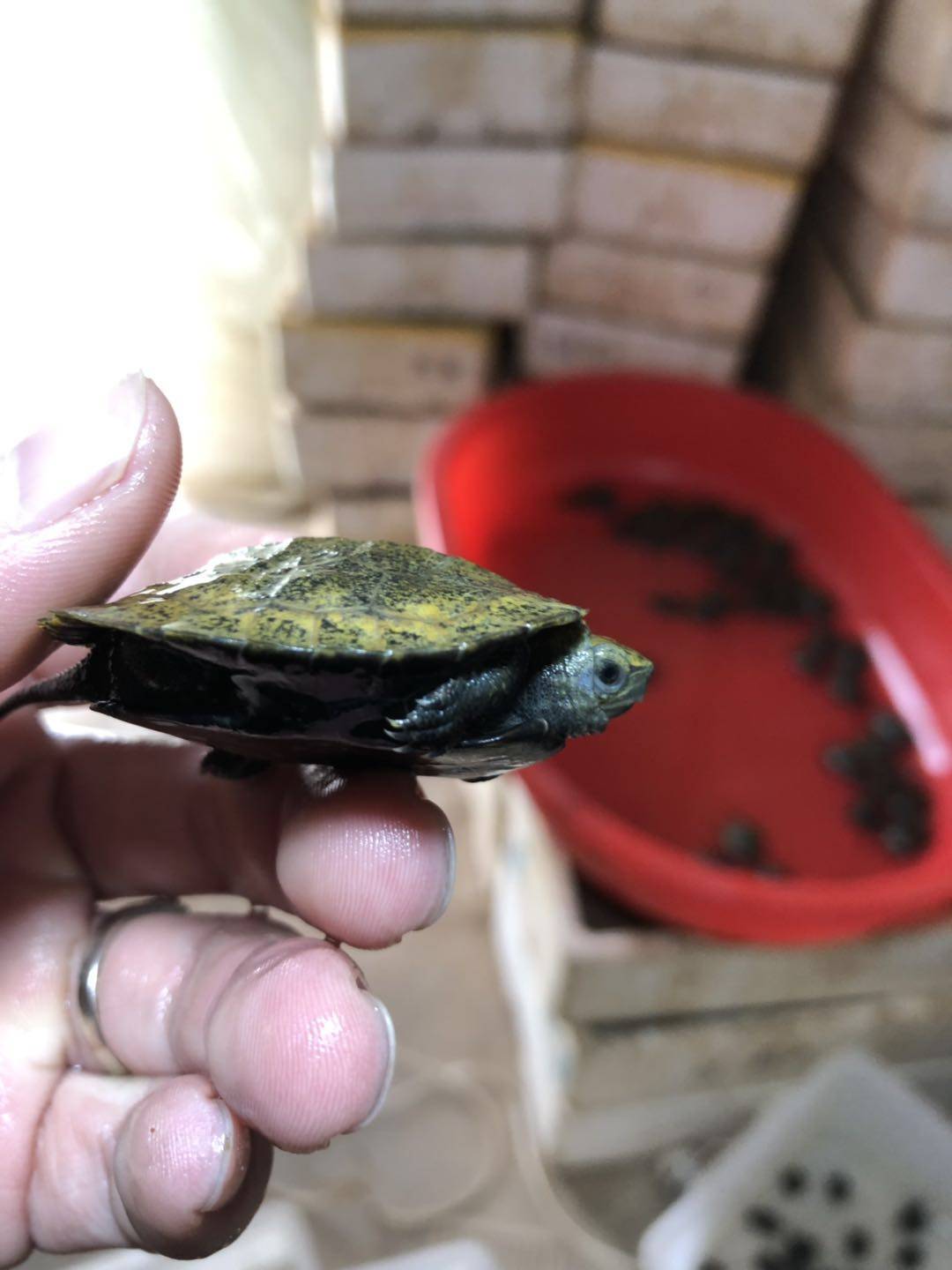 日本日石石龟杂交草龟日杂草本草龟