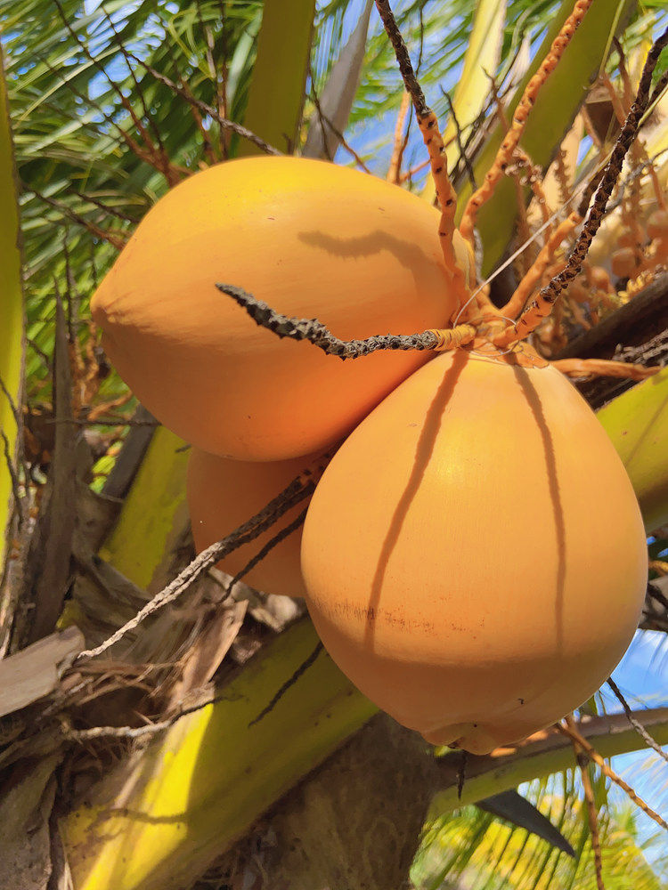 海南新鲜黄金椰子9个装带皮椰青红孕妇羊水椰青