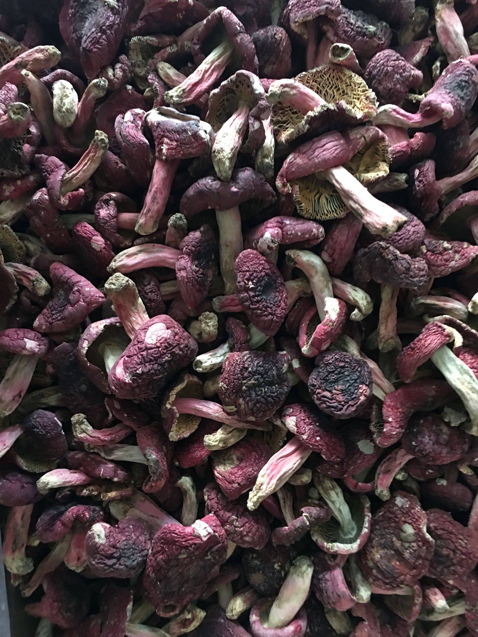 红菇干货福建野生特产红蘑菇干红椎菌菌菇250g香菇类