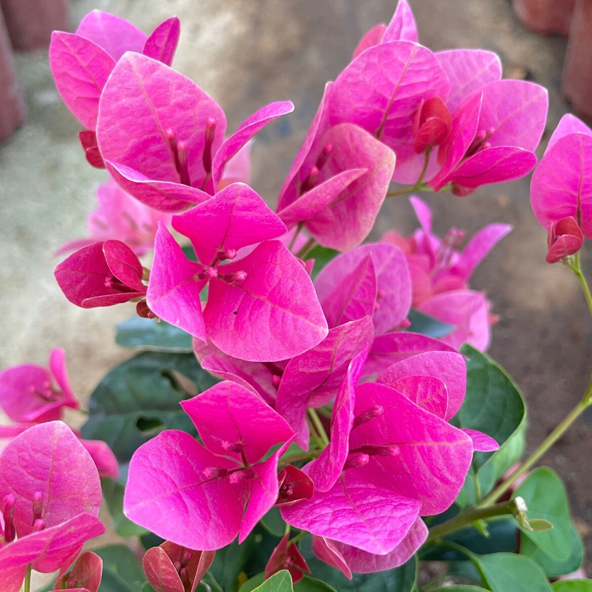 浮山王子三角梅西西瓜新品种盆栽爬藤四季开花时令草本花卉