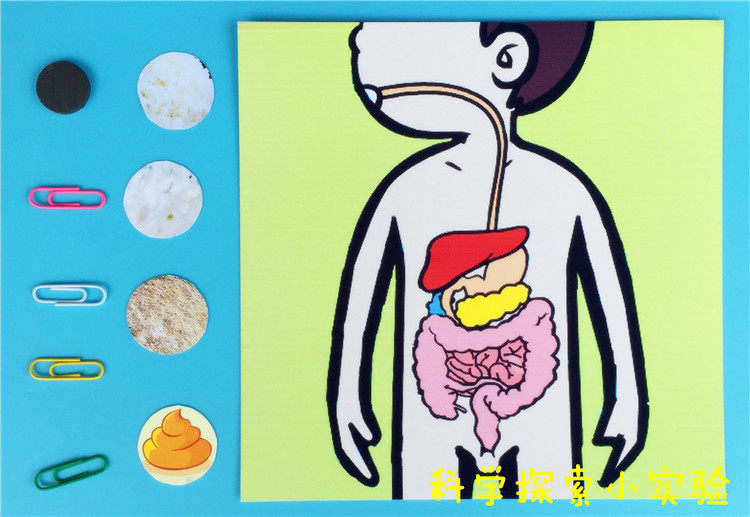 消化系统幼儿园儿童diy益智科学探索实验科教教具玩具塑料积木