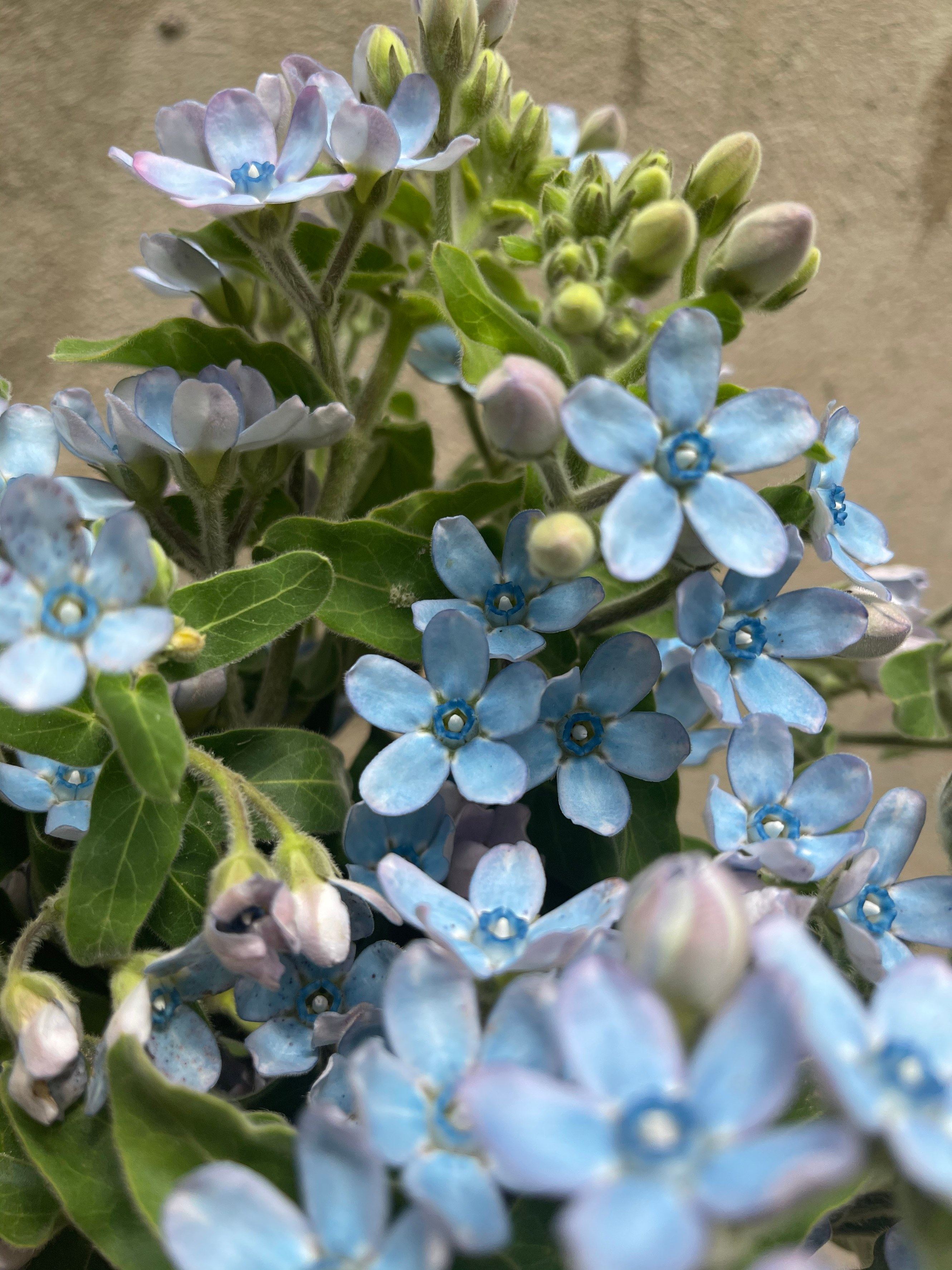 蓝色新鲜配花小花紫蓝蓝馨馨花家用插花婚庆鲜花速递(同城)