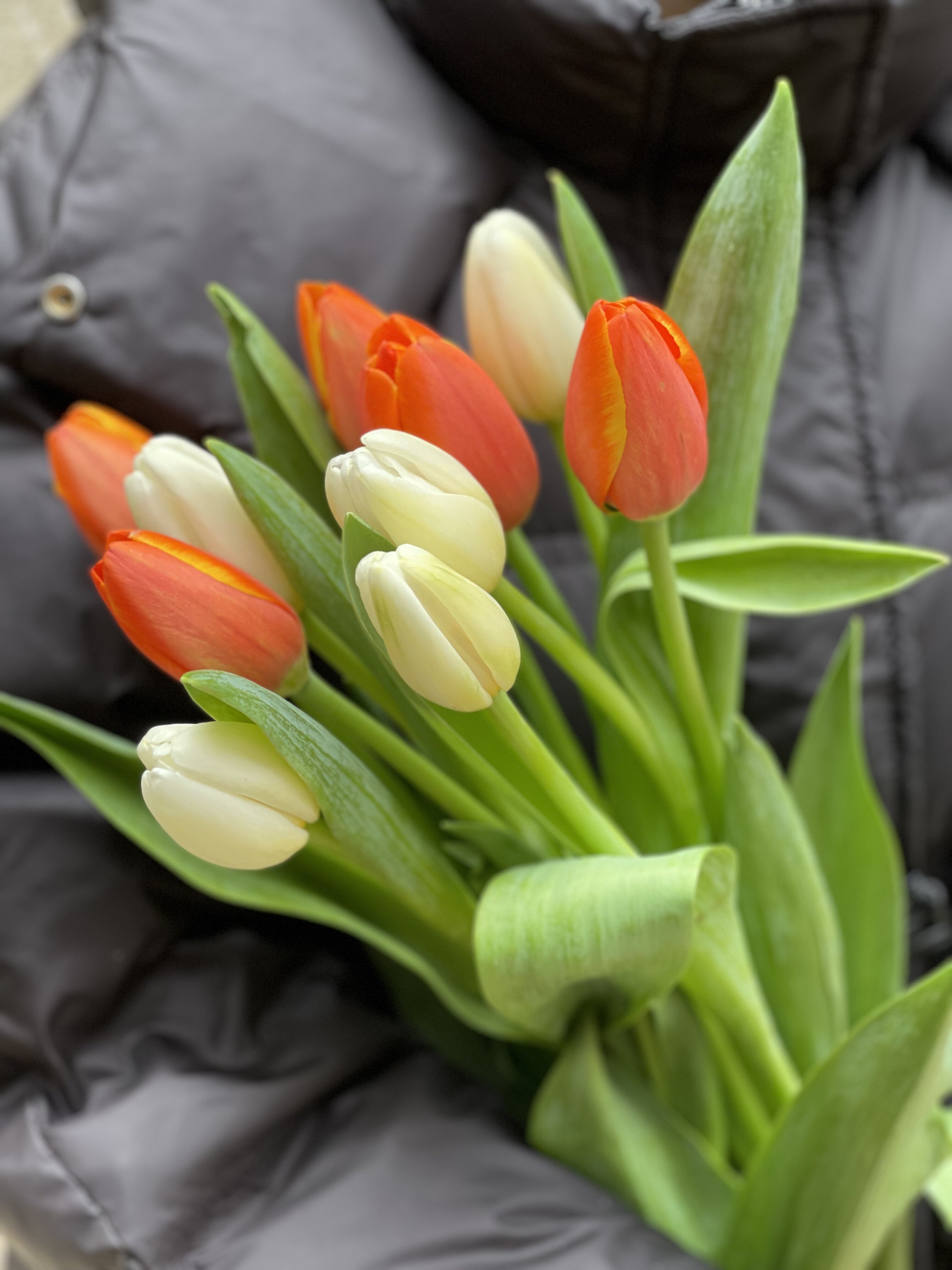 新鲜郁金香云南昆明产地地直发家家庭插花办公室鲜花速递同城