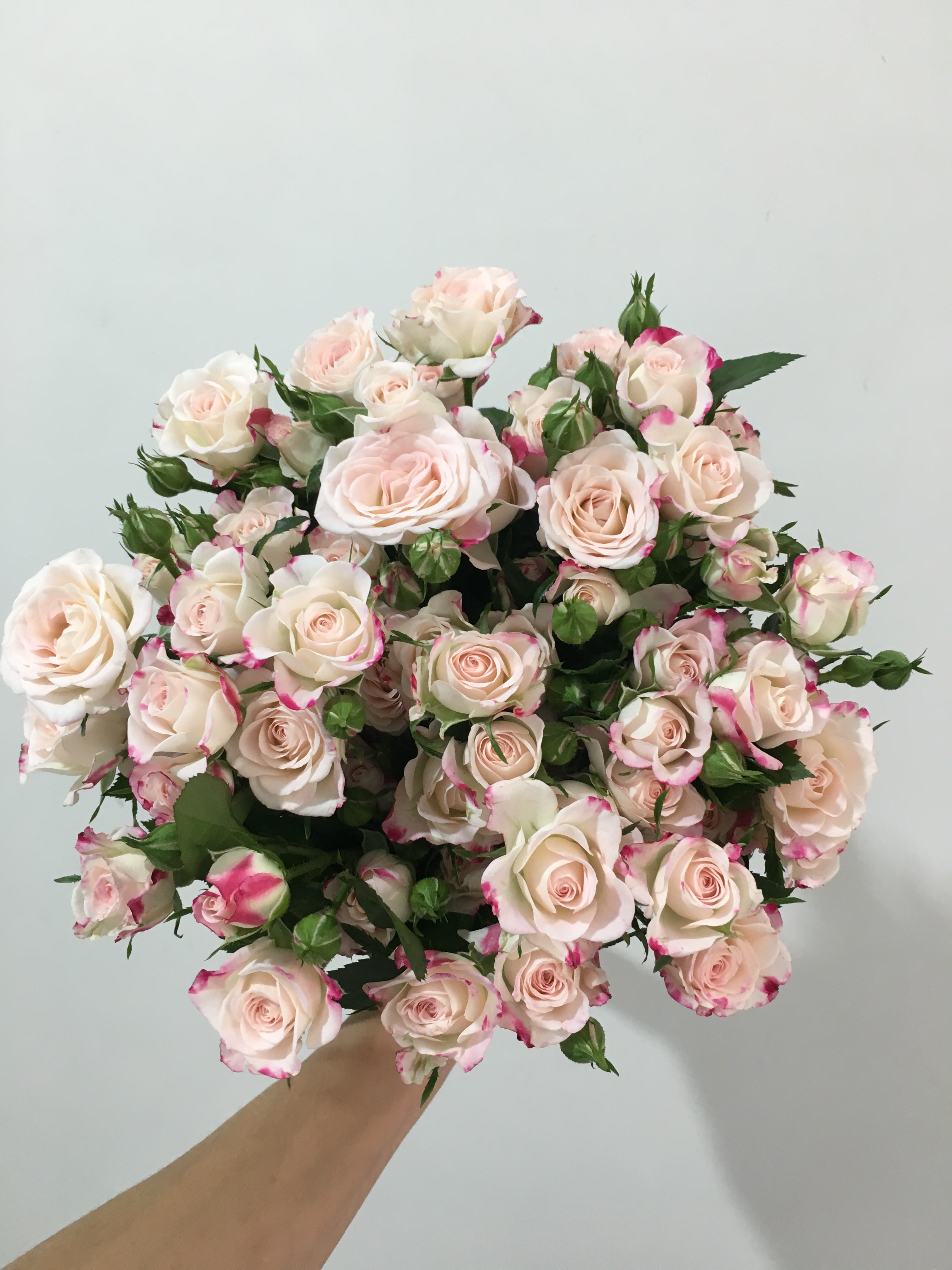 玫瑰鲜花新鲜小玫多头泡泡折射新品种云南10支鲜花速递(同城)