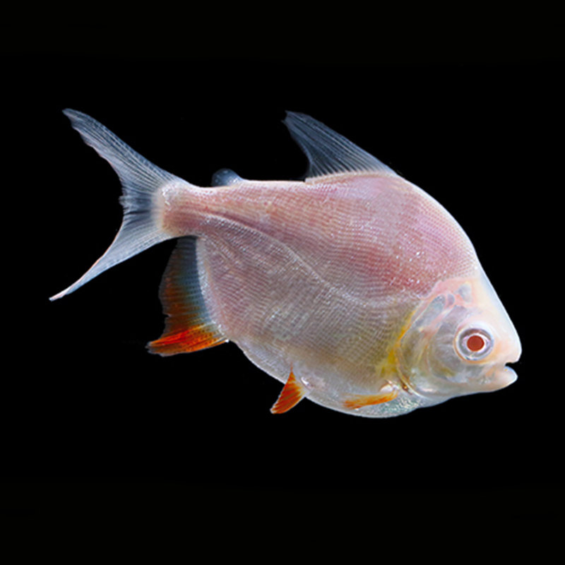 银版精品黑桃粗线观赏鱼活体鱼龙龙鱼混养白子鱼