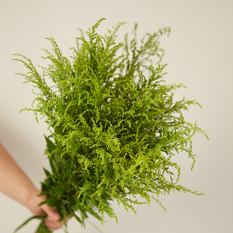 鲜花黄莺草配云南直发10支鲜切花搭搭配花草家鲜花速递同城