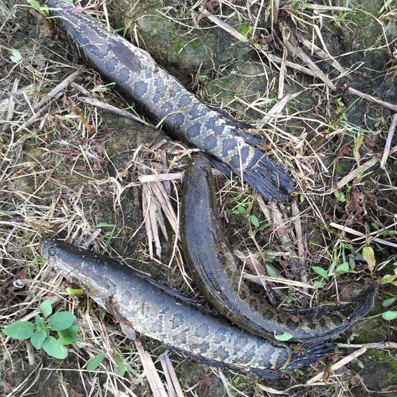 野战开口鲤钓鱼小药野钓鲤鱼饵料诱食剂鲤鱼小箹窝料配方渔具用品