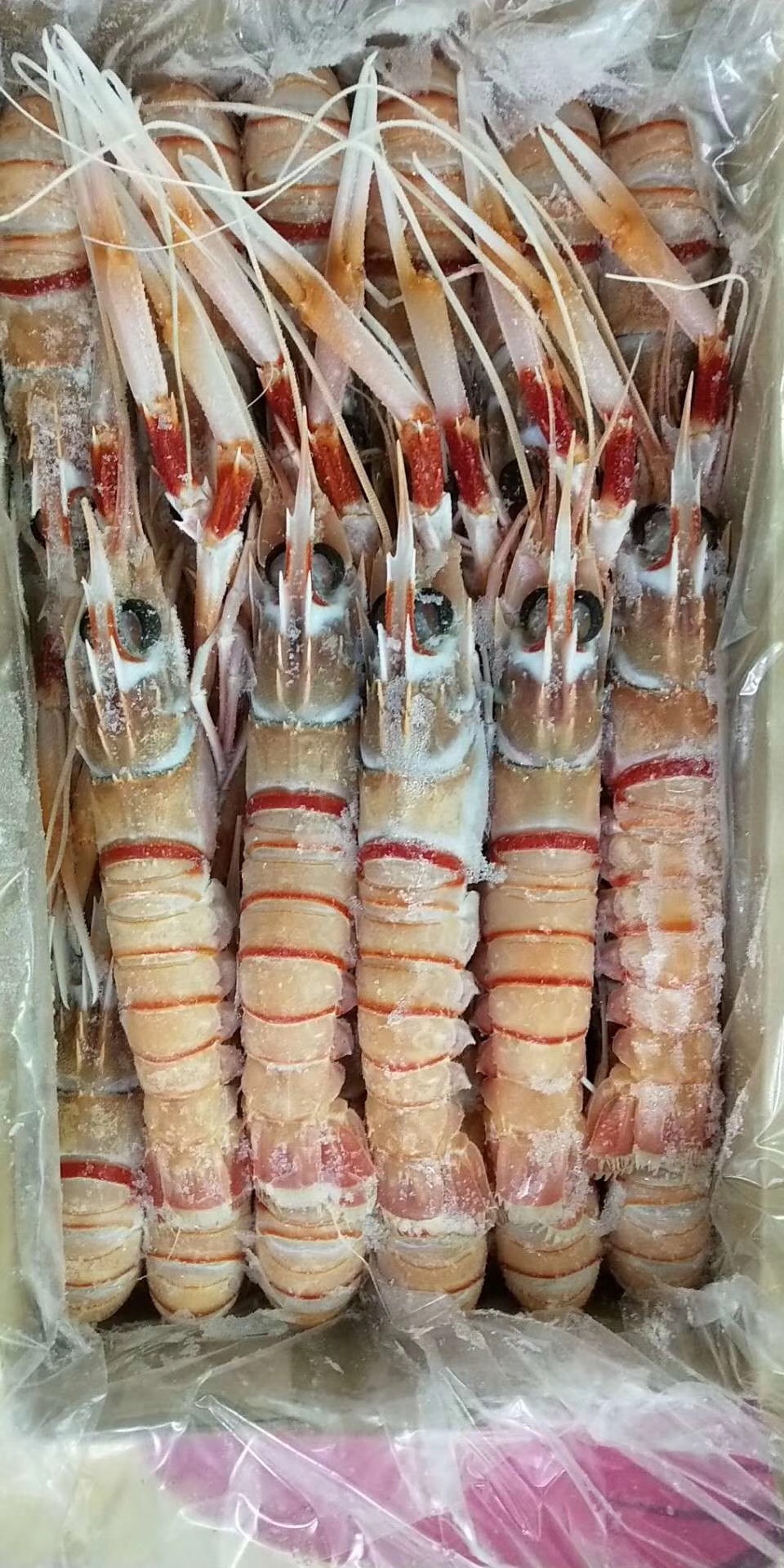 新西兰鳌虾3号2kg 进口南极深海scampi斯干比小龙虾高端日料刺身