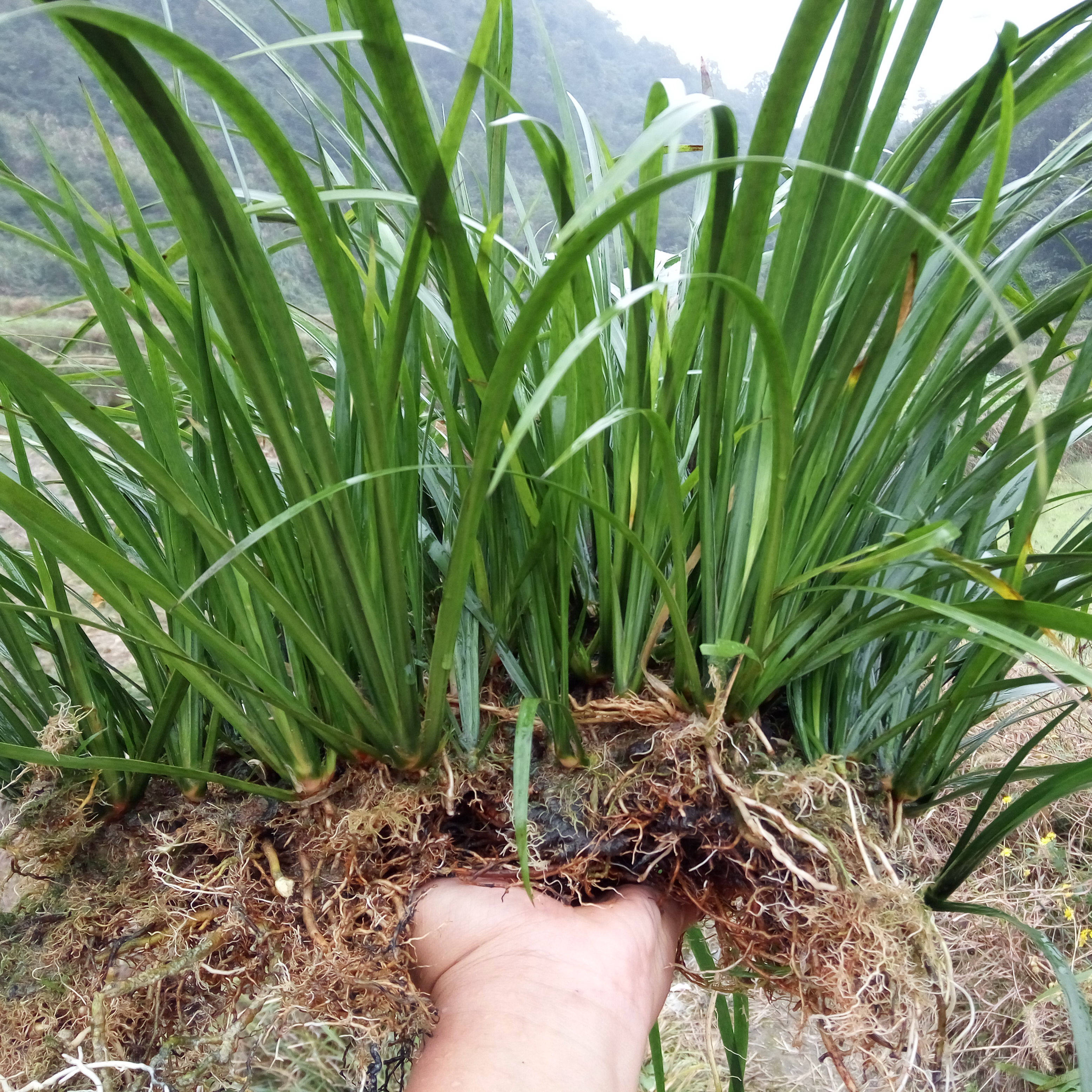 野生石菖蒲龙根盆景水培植物乌龟伴侣办公室盆栽香味水草绿植包邮
