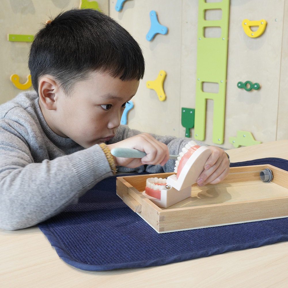 蒙氏幼儿园教具刷牙仿真牙齿家用儿童感统训练早教教具