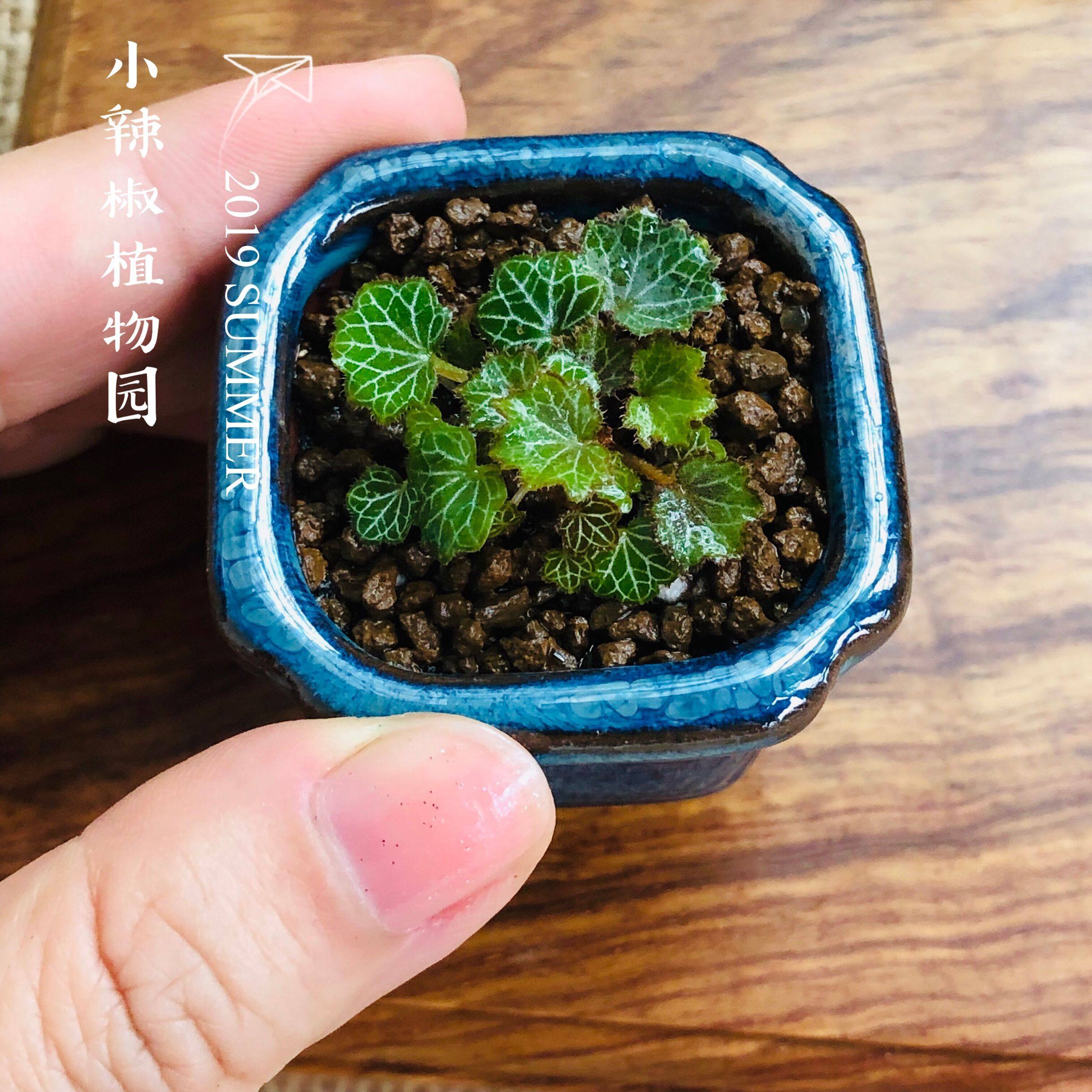 日本姬虎耳 迷你微型植物 微景观雨林 小虎耳草 含拇指盆
