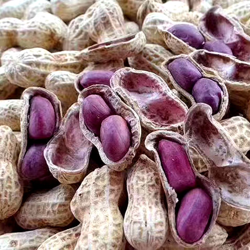 13年老店龙岩紫花生2粒连城红衣湿烤咸干山地花生