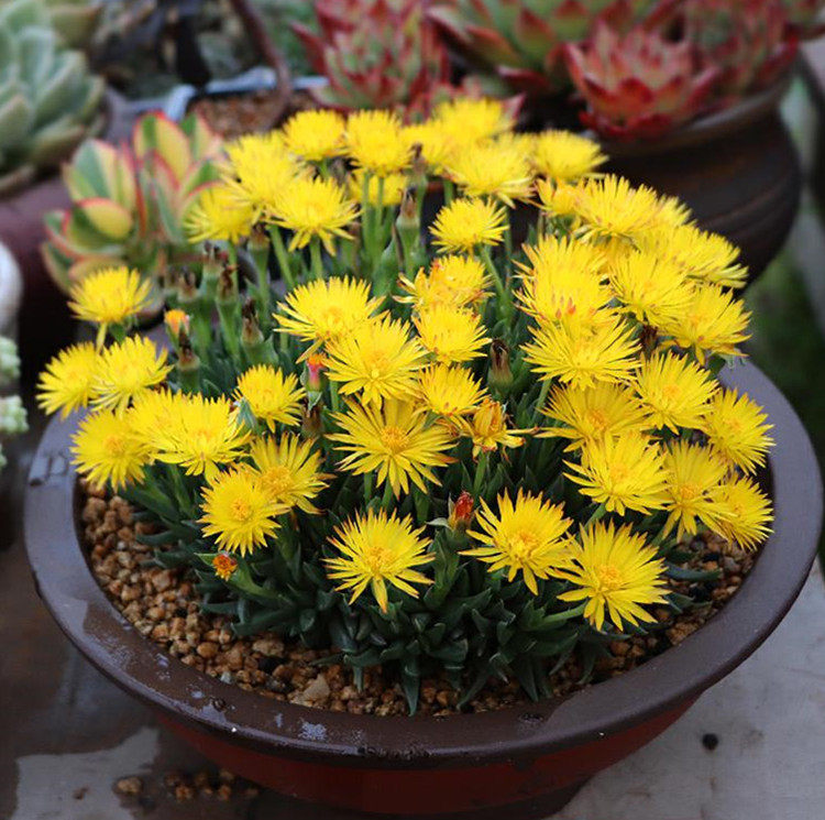 珍珍园艺黄花照波四季多花多肉植物稀有品种时令草本花卉