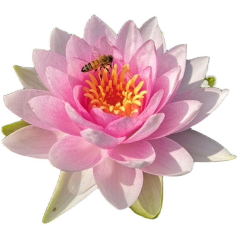 台湾香水莲花九品香莲花苗引种睡莲根块水生时令草本花卉