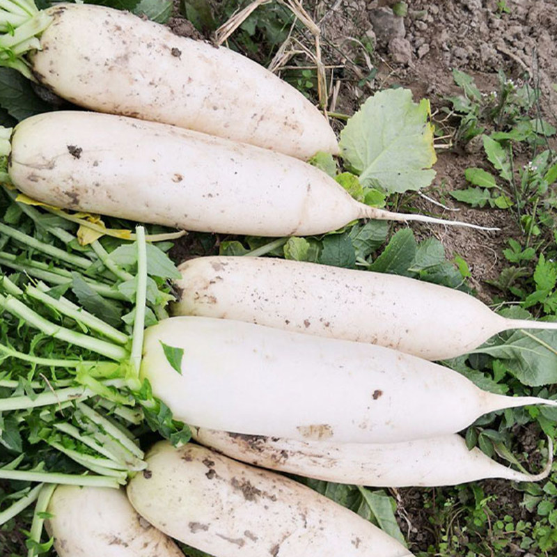 秋季 韩白玉长白萝卜种籽子高产春夏季 四季 阳台盆栽蔬菜菜种孑籽种