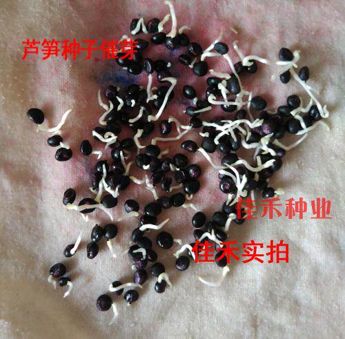 芦笋种子苗带土根石刁柏多年生春秋四季播蔬菜籽家庭园艺种子