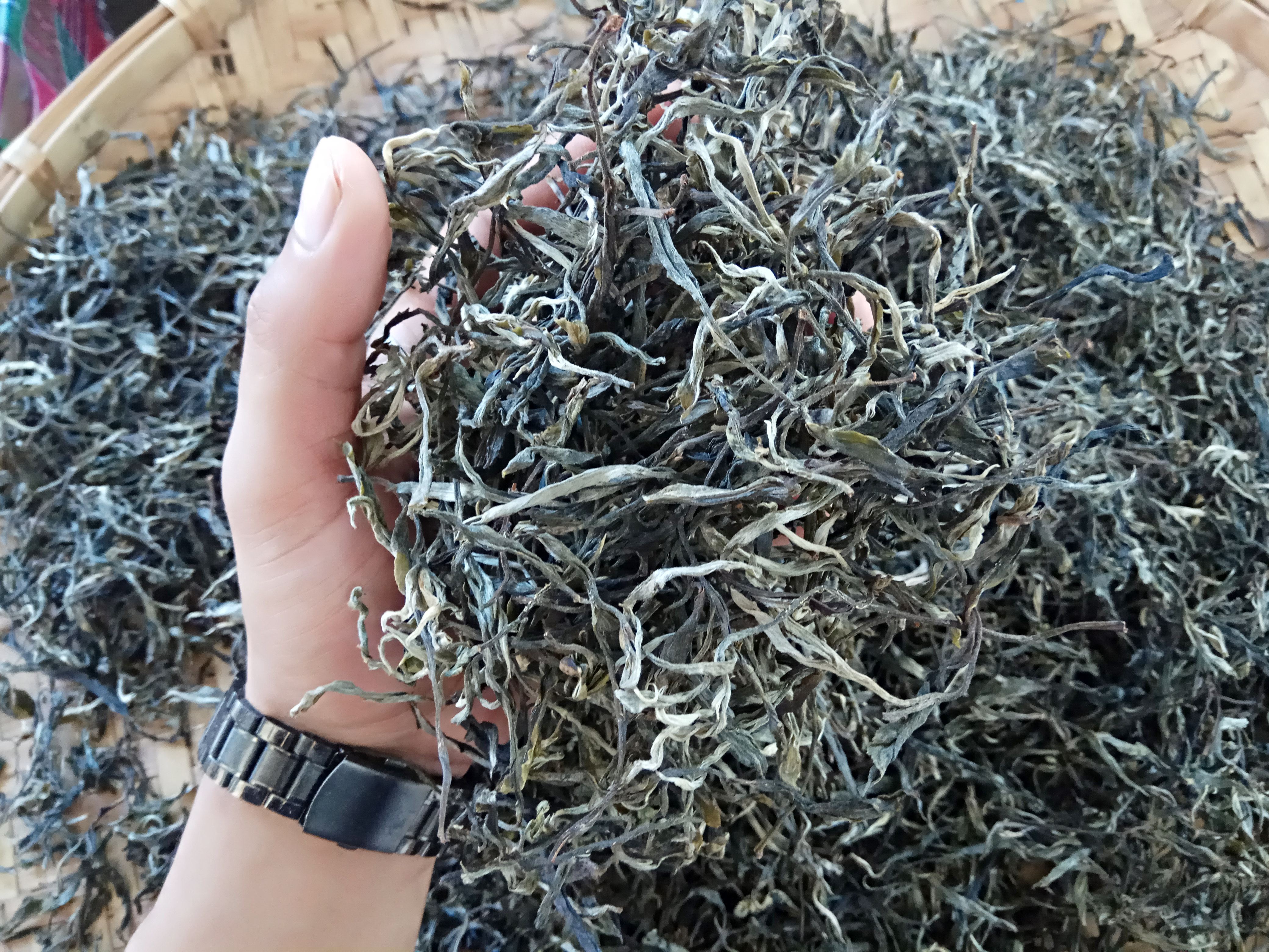 云南南普茶农自产自销勐海巴达山章朗大树生茶散茶茶叶罐