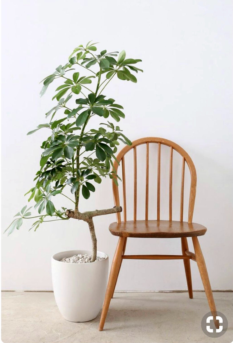 美好花园包邮吸甲醛净化空气耐荫盆栽一物一拍鸭脚木绿植