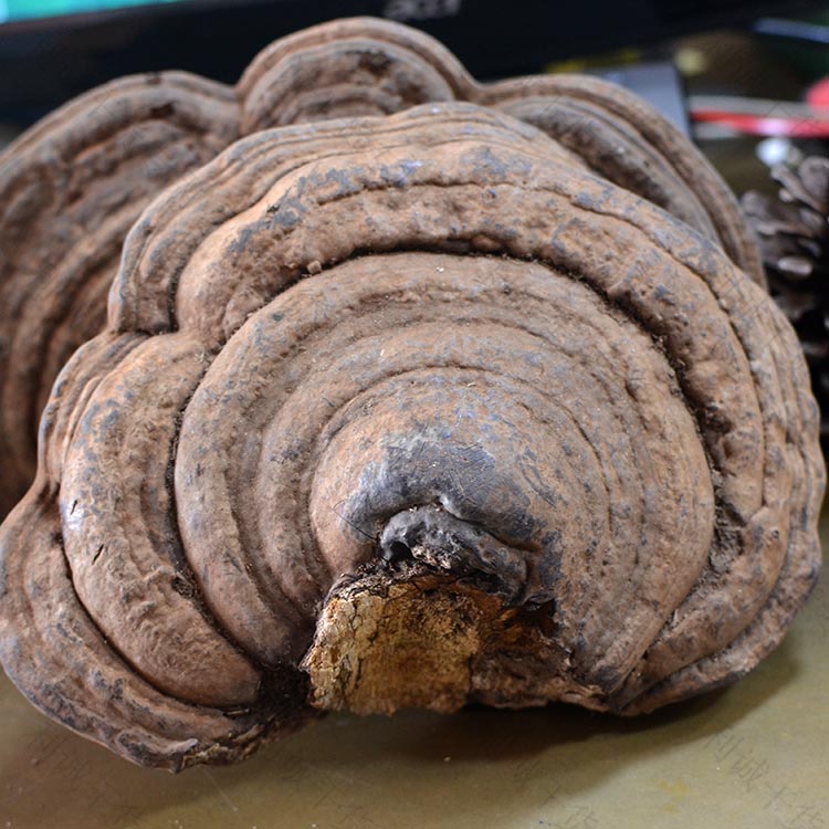 海南野生平盖灵芝500g包邮整枝无柄树舌灵芝扁木灵芝皂菌耳青芝片