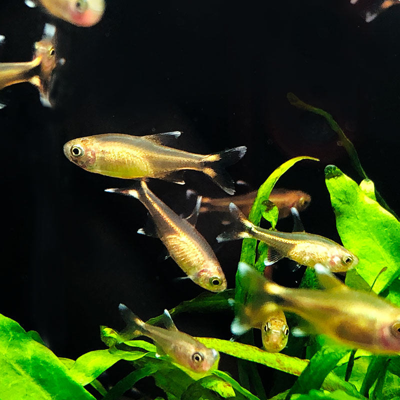 鱼之迷你灯银顶光尾群鱼银尖鱼金针黄灯鱼热带群游鱼