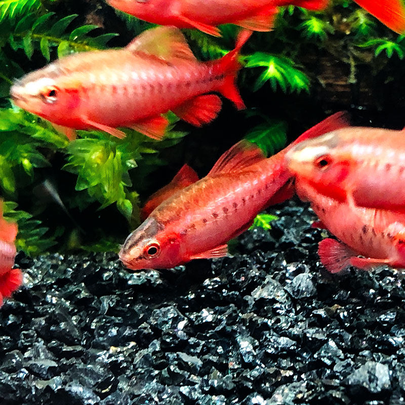 樱桃鱼之红绿红绿灯灯灯科鱼热带小型观赏鱼养活鱼