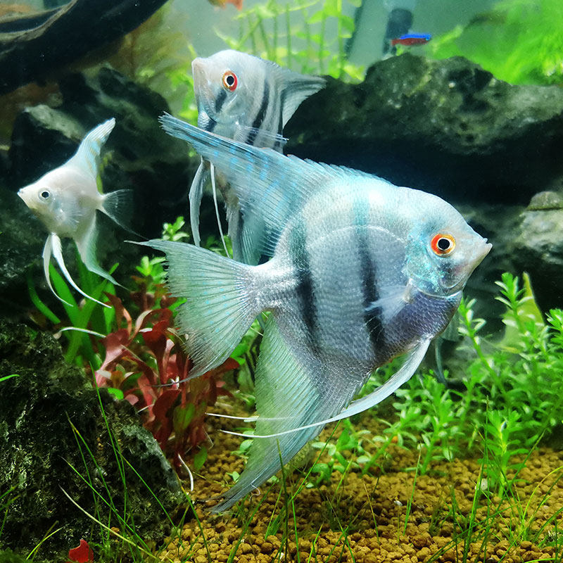 神仙仙鱼活体斑马蓝神蓝魔鬼神七彩神鱼