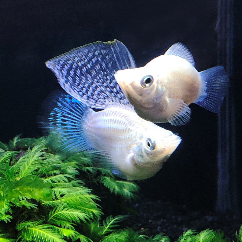 玛丽热带鱼之皮球胎生活体繁殖乐趣观赏鱼鱼