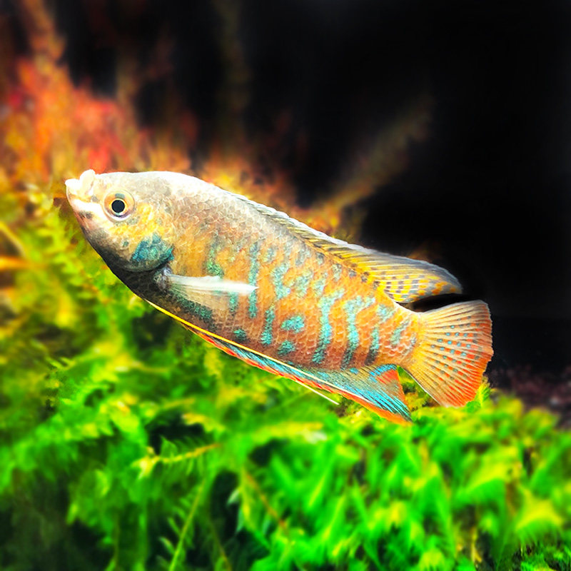 丽丽鱼之七彩招财好运新手养鱼风水热带鱼鱼