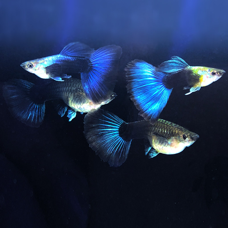 孔雀礼服鱼之蓝色闪电缎带热带鱼活体鱼