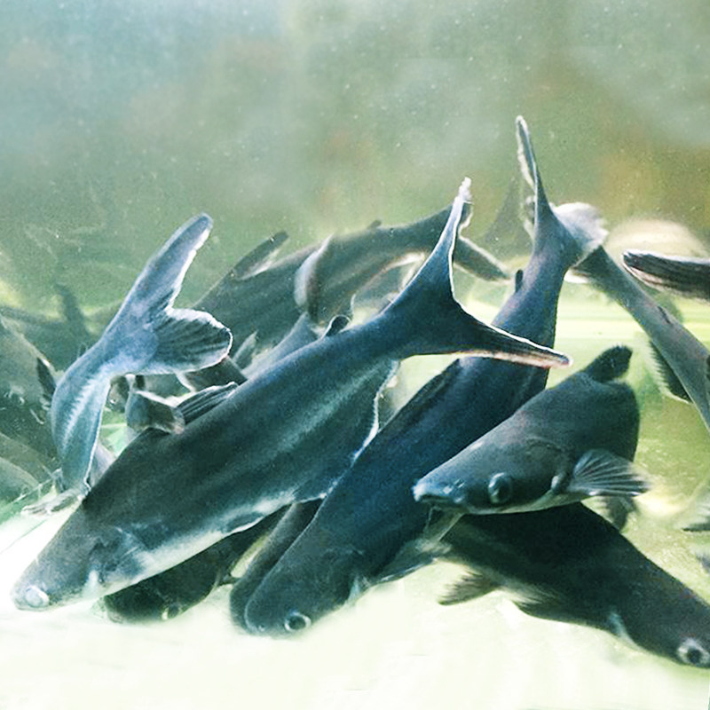 蓝鲨活体虎鲨淡水淡水鲨鲨鱼大型热带观赏鱼包活鱼