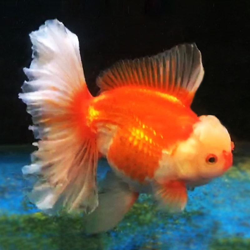金鱼狮头鱼之泰狮泰国红狮红白冷水冷水鱼鱼缸鱼