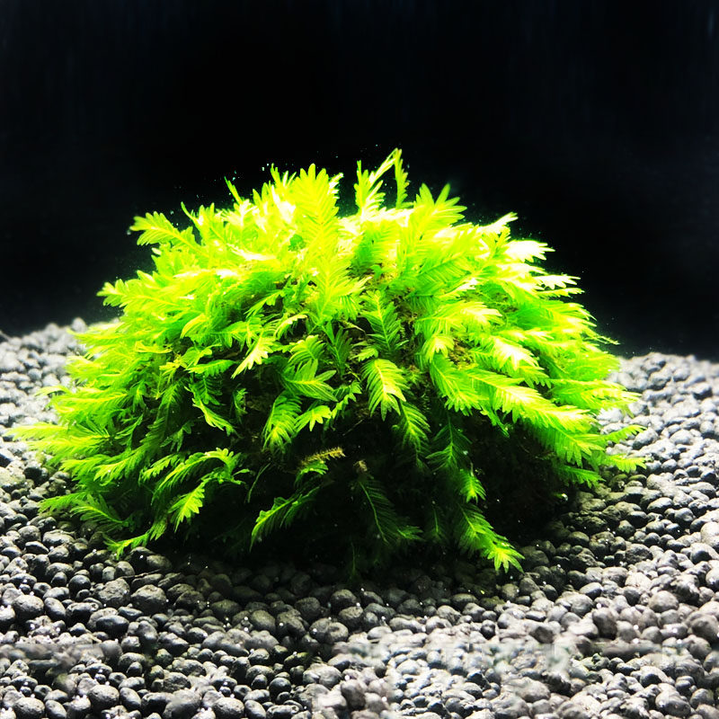 莫斯半球水草鱼之凤尾观赏农场水草