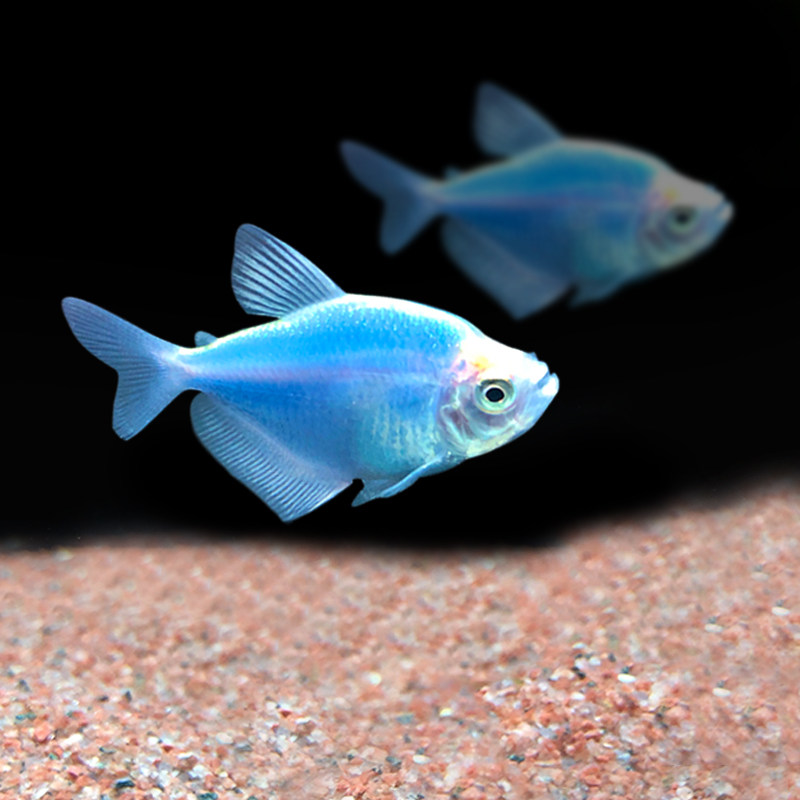 蓝衣天使观赏鱼七彩天使鱼热带鱼小型鱼群活体灯鱼鱼