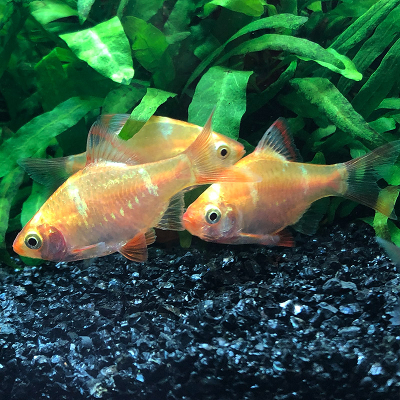 虎皮鱼之绿宝石热带养活金虎皮四间绿虎虎鱼纹鱼鱼