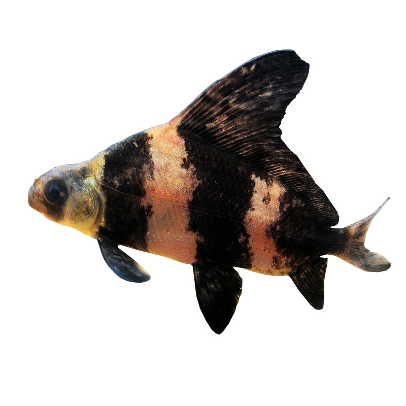 冷水鱼鱼之一帆风顺胭脂鱼活体金鱼清道夫清洁工观赏鱼鱼