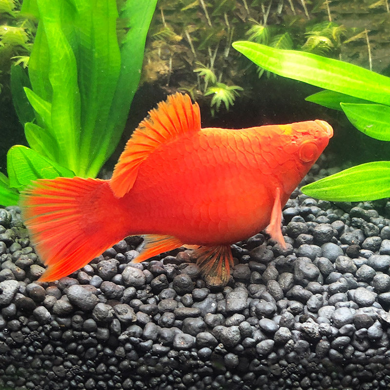 热带鱼之城红箭球红球箭尾球型红箭胎生球形鱼